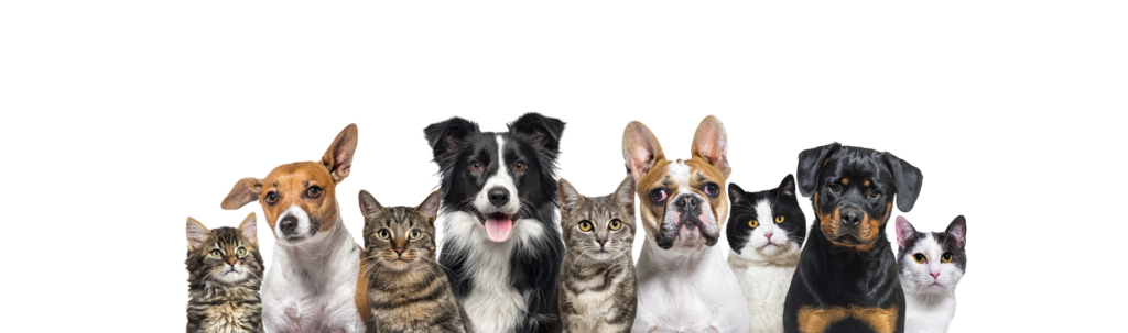 Abonnementsbetingelser