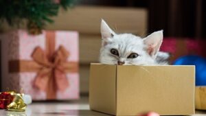 HYGGE PAKKE TIL KAT